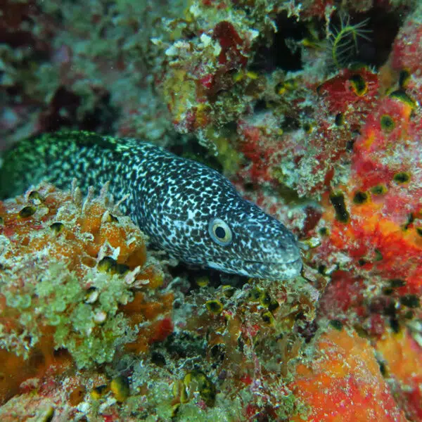 ISLA MUJERES: BUCEO + SNORKEL + LUNCH - Image 3