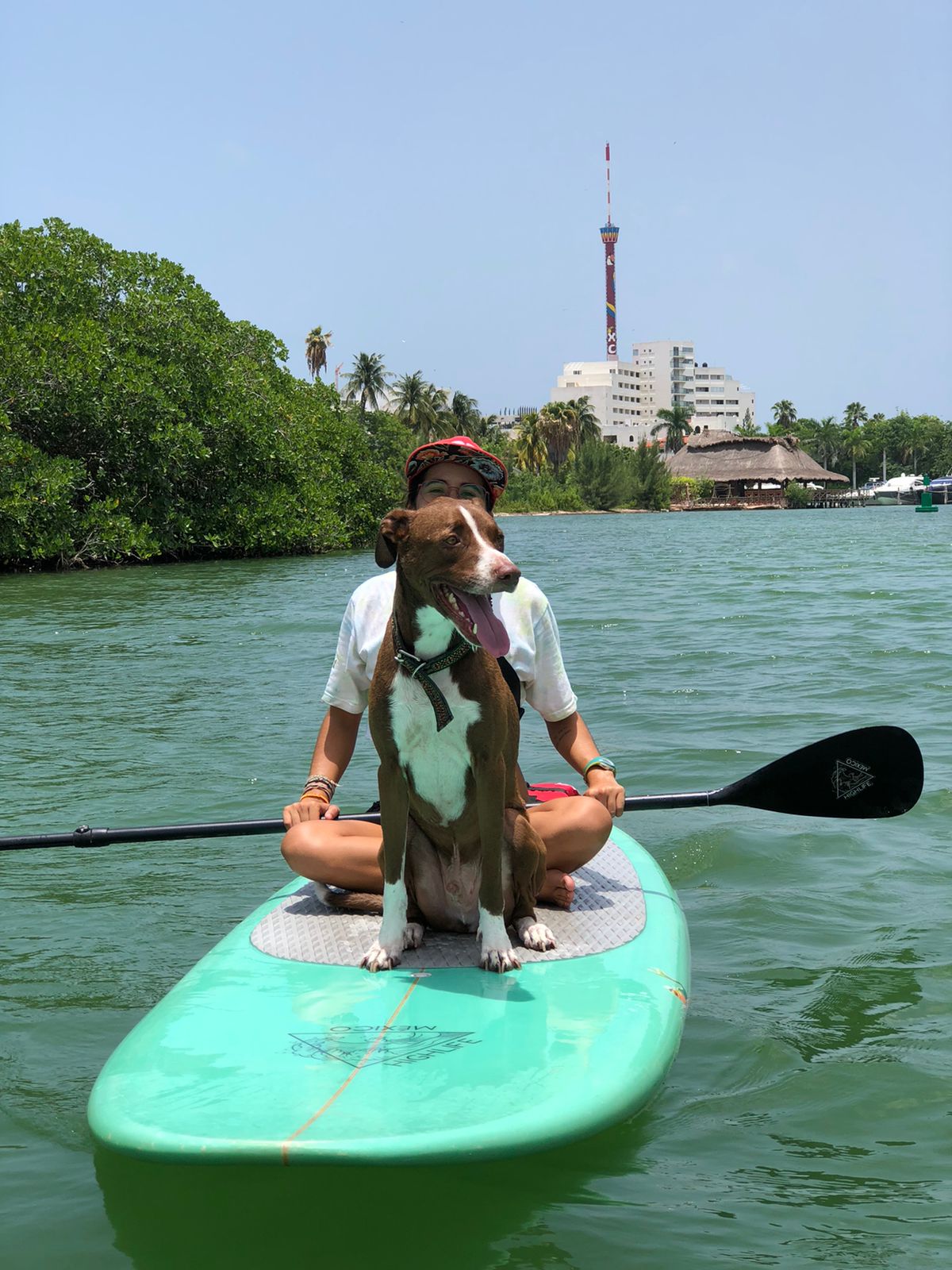 Tour Pet Friendly Cancún HIGHLIFE MEXICO TOURS