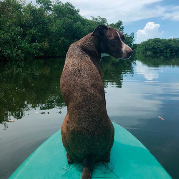 Pet friendly Kayak - paddle board - Image 7