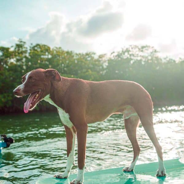 Pet friendly Kayak - paddle board - Image 6