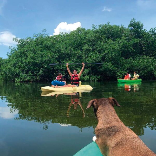 Pet friendly Kayak - paddle board - Image 2